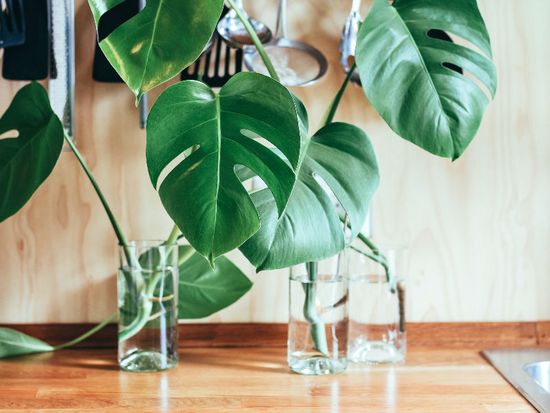 Monstera i indflyttergaver