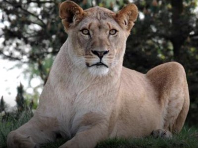 Dyrepasser for en dag