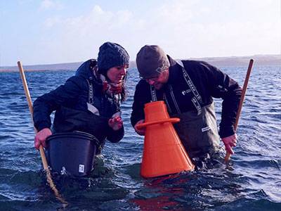 Østerssafari med Limfjordsøsters