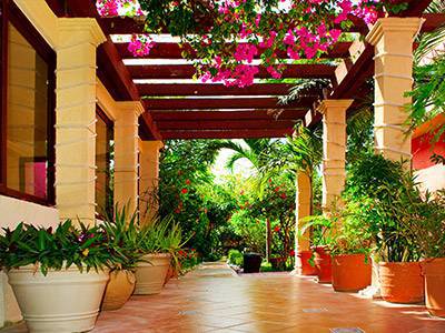 Planter til haven eller terrassen