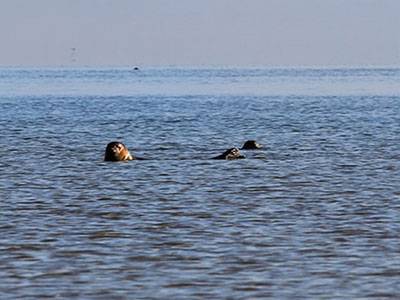 Sælsafari i Vadehavet