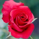 Den klassiske valentinsgave er nok en rød rose